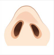 鼻変形による口唇裂の形成
